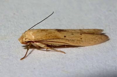 Blastobasis lacticolella