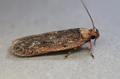 Depressaria pimpinellae