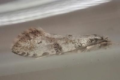 Nemapogon gliriellus