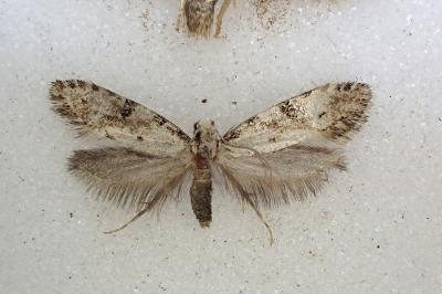 Nemapogon gliriellus