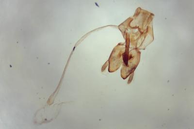Nemapogon gliriellus