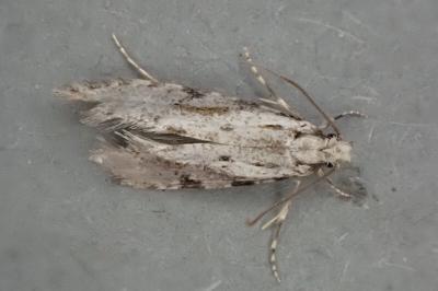 Nemapogon gliriellus