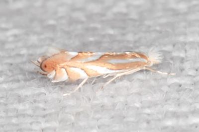 Phyllonorycter mannii