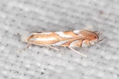 Phyllonorycter mannii