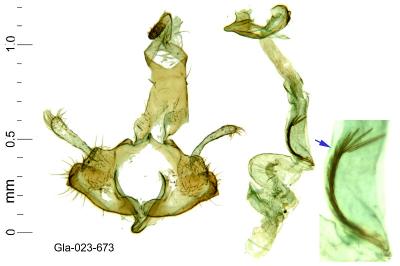 Coleophora curictae