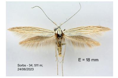 Coleophora paucinotella