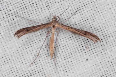 Stenoptilia bipunctidactyla
