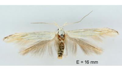 Coleophora curictae