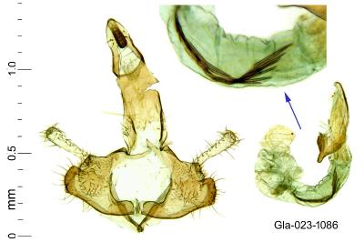 Coleophora curictae
