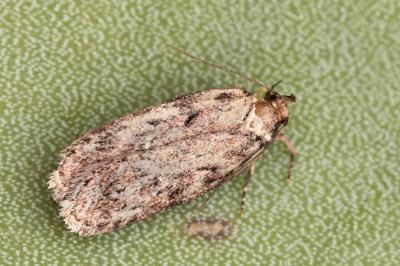 Depressaria albipunctella