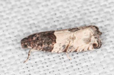 Gypsonoma aceriana