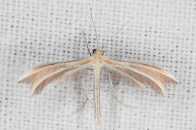 Merrifieldia garrigae