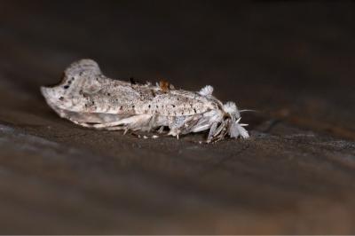 Ypsolopha asperella
