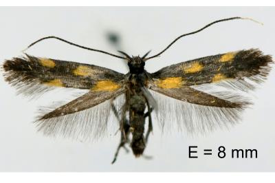 Euspilapteryx auroguttella