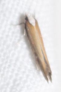 Euhyponomeutoides albithoracellus