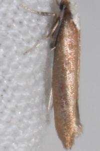 Euhyponomeutoides albithoracellus