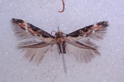 Mompha divisella