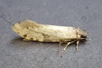Nemapogon gliriellus