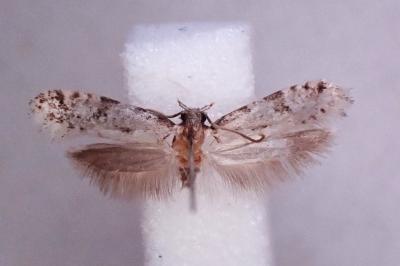 Nemapogon gliriellus