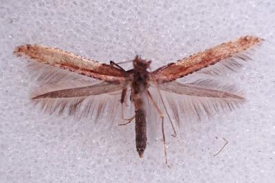 Caloptilia falconipennella