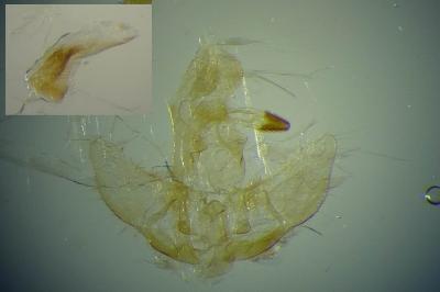 Agonopterix xeranthemella