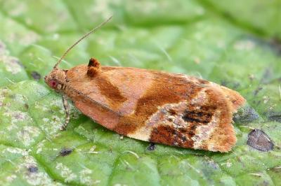 Ditula angustiorana