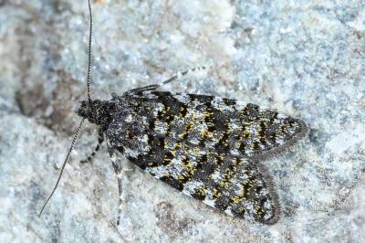 Sphaleroptera occidentana