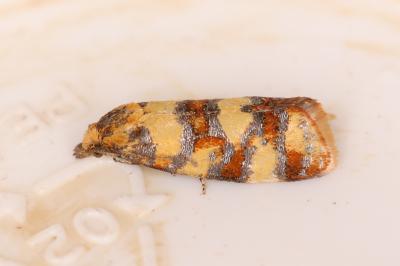 Aethes tesserana