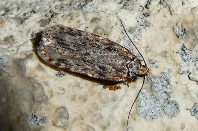 Depressaria chaerophylli