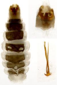 Dyseriocrania subpurpurella