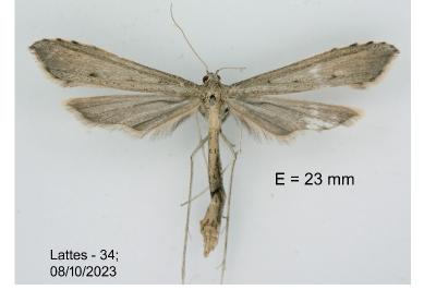 Agdistis paralia