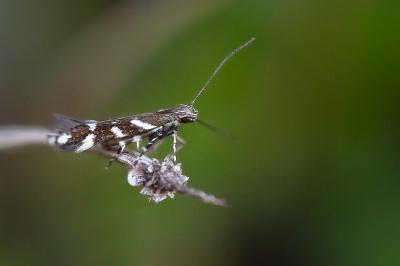 Eteobalea albiapicella