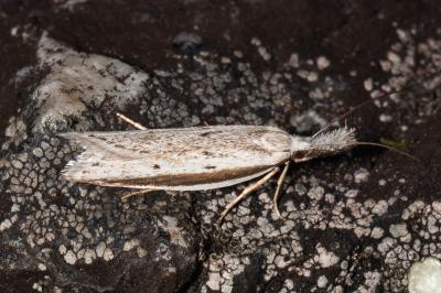 Pleurota bicostella
