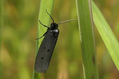Ethmia chrysopyga