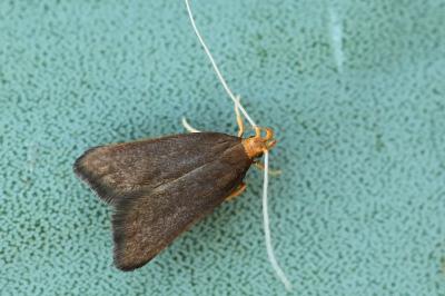 Lecithoceridae