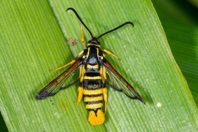 Synanthedon vespiformis