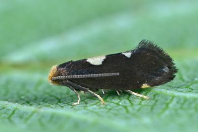 Incurvaria oehlmanniella