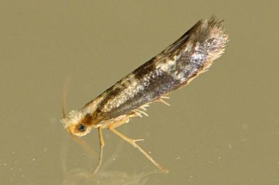 Argyresthia glaucinella