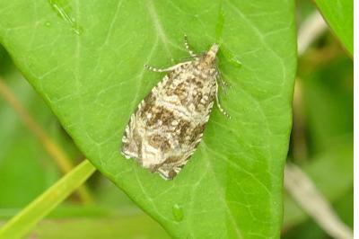 Celypha lacunana