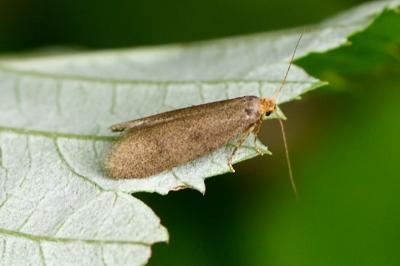 Agnoea latipennella