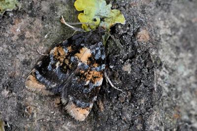 Spatalistis bifasciana