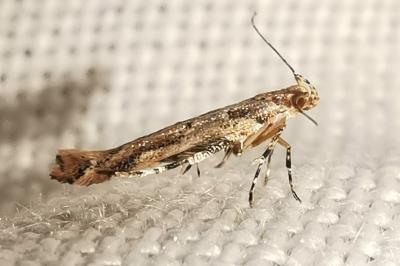 Anatrachyntis badia