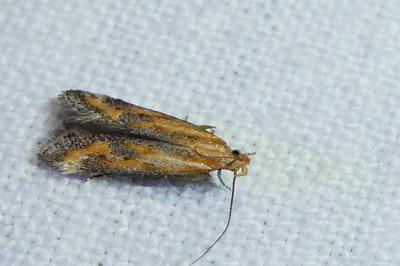 Metzneria artificella