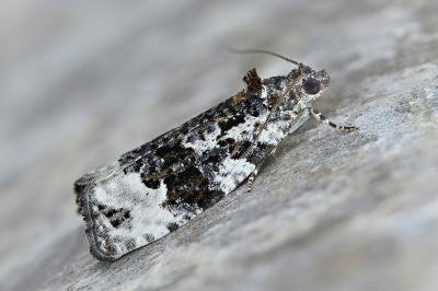Apotomis turbidana