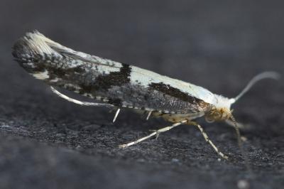 Argyresthia conjugella