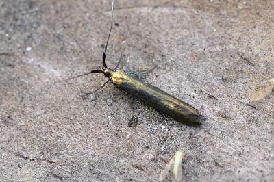 Coleophora deauratella