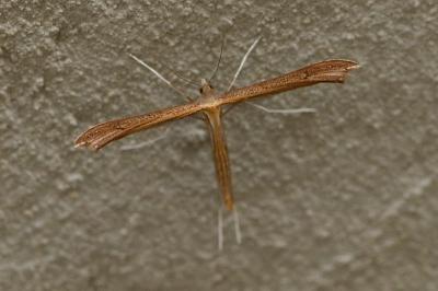 Stenoptilia pterodactyla