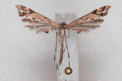 Amblyptilia acanthadactyla