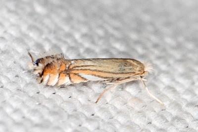 Phyllonorycter scitulella