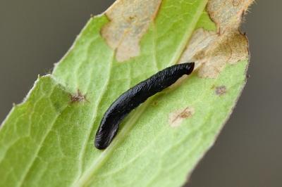 Coleophora conspicuella